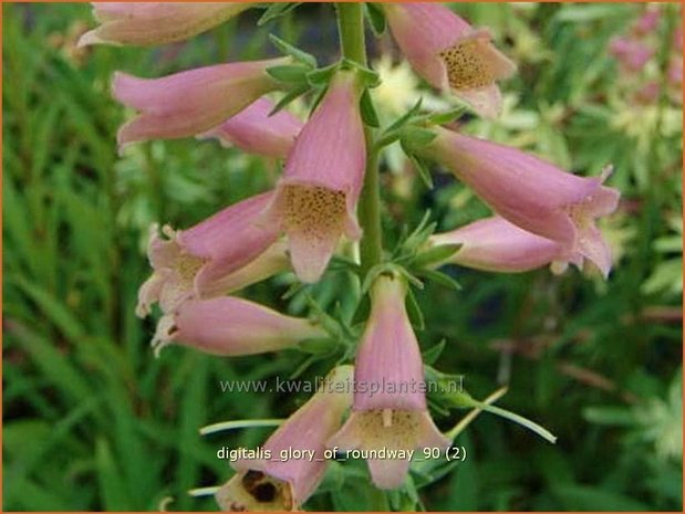 Digitalis 'Glory of Roundway' | Vingerhoedskruid