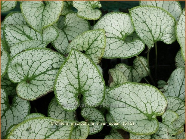 Brunnera macrophylla 'Silver Spear' | Kaukasische vergeet-mij-nietje, Vast vergeet-mij-nietje