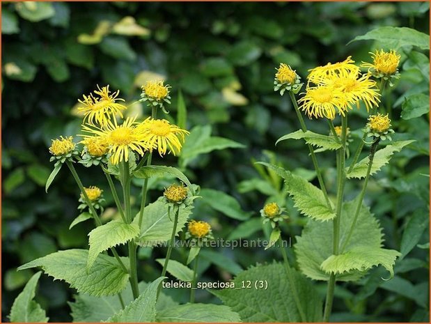 Telekia speciosa | Koeienoog