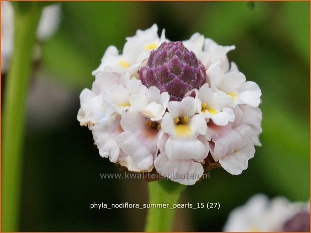 Phyla nodiflora 'Summer Pearls' | Kruipende verbena