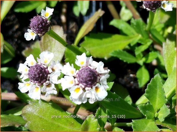 Phyla nodiflora 'Summer Pearls' | Kruipende verbena