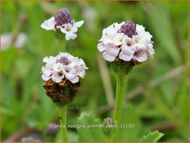 Phyla nodiflora 'Summer Pearls' | Kruipende verbena