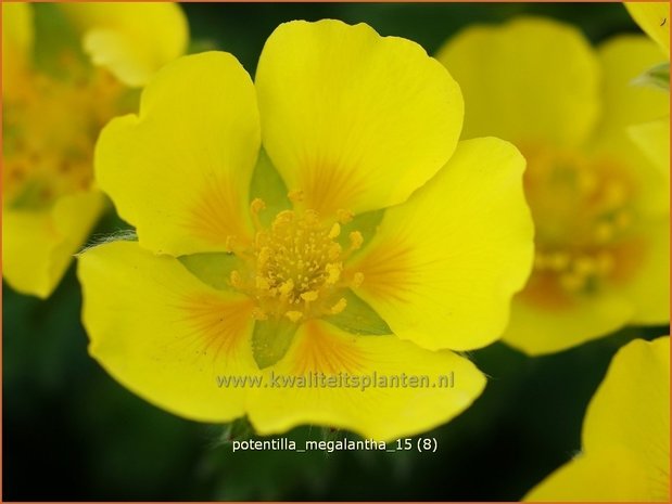 Potentilla megalantha | Ganzerik, Vijfvingerkruid