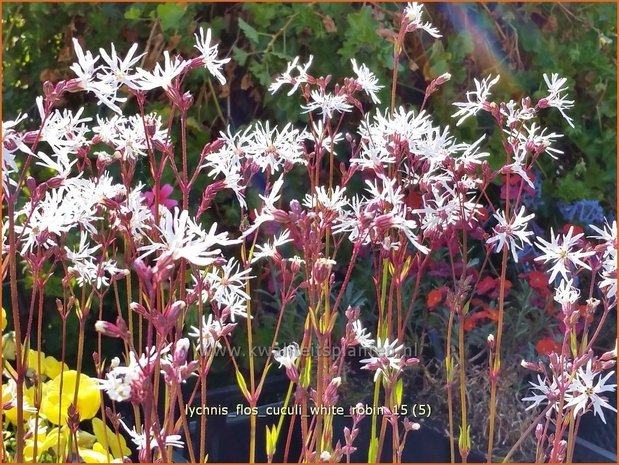 Lychnis flos-cuculi 'White Robin' | Echte koekoeksbloem, Koekoeksbloem