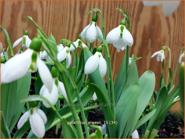 Galanthus elwesii | Groot sneeuwklokje, Breedbladig sneeuwklokje, Sneeuwklokje