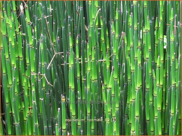 Equisetum hyemale | Schaafstro, Schuurriet, Paardenstaart