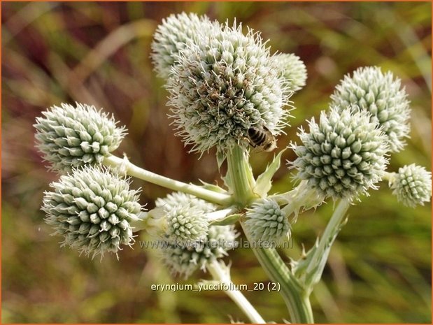 Eryngium yuccifolium | Yuccabladige kruisdistel, Kruisdistel