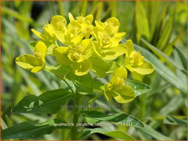 Euphorbia palustris 'Teichlaterne' | Moeraswolfsmelk, Wolfsmelk