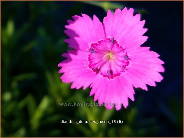 Dianthus deltoides 'Rosea' | Steenanjer, Anjer