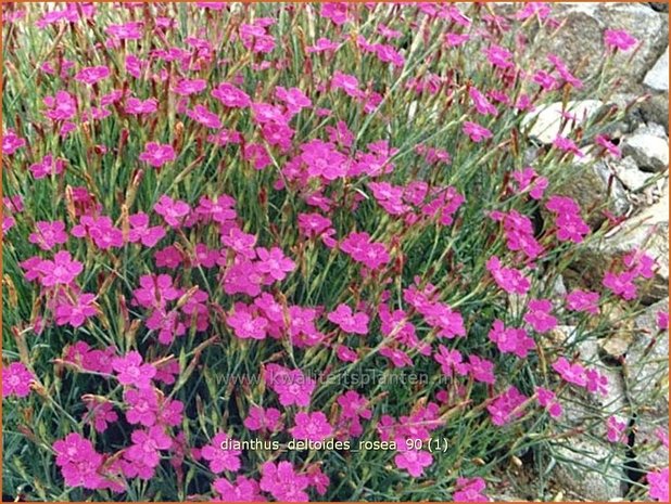 Dianthus deltoides 'Rosea' | Steenanjer, Anjer