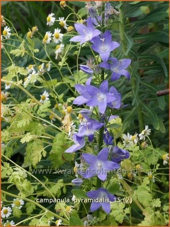 Campanula pyramidalis | Piramideklokje, Klokjesbloem