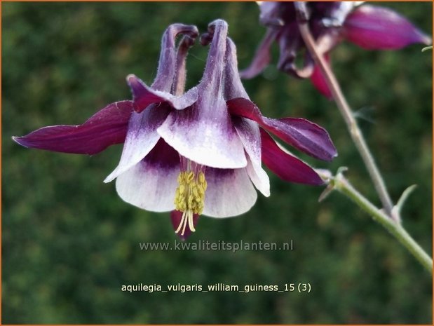 Aquilegia vulgaris 'William Guiness' | Akelei