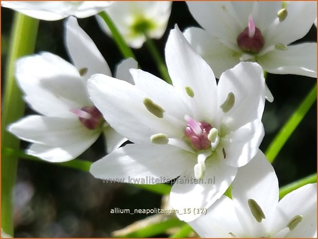 Allium neapolitanum | Bruidsuitje, Look | Mediterraner Lauch