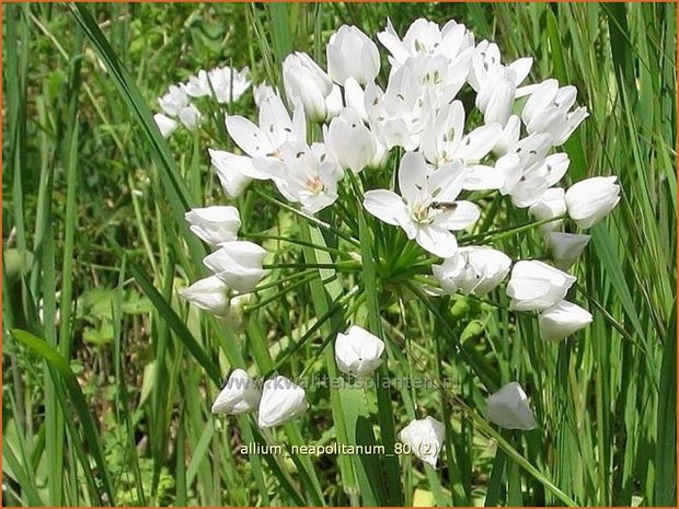 Allium neapolitanum | Bruidsuitje, Look | Mediterraner Lauch