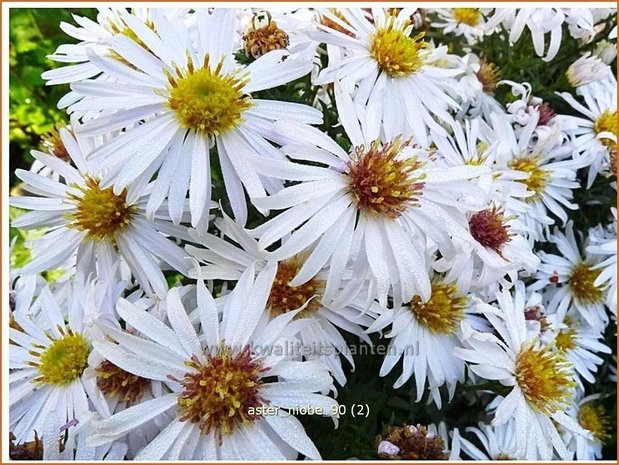 Aster 'Niobe' | Aster