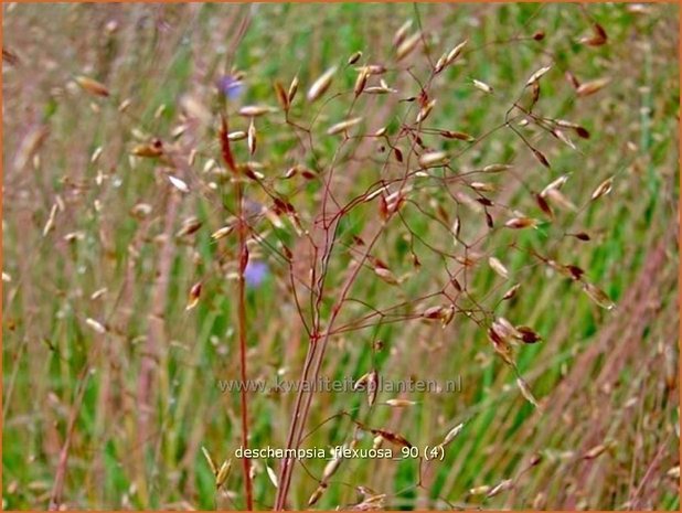 Deschampsia flexuosa | Bochtige smele