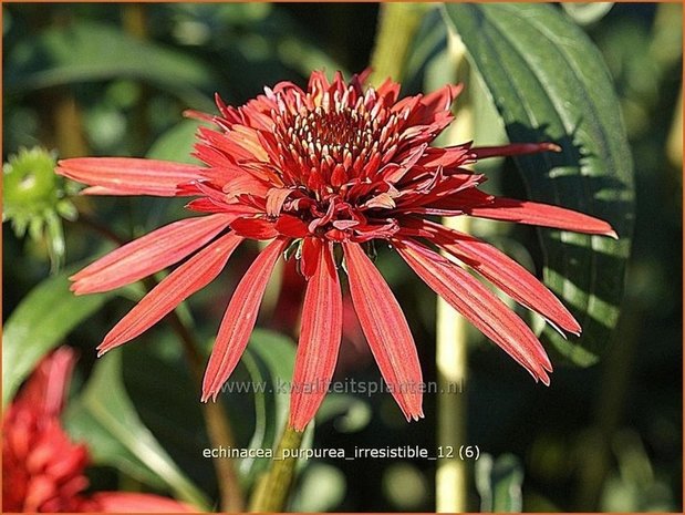 Echinacea purpurea 'Irresistible' | Zonnehoed