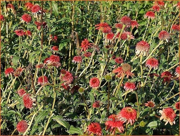 Echinacea purpurea 'Irresistible' | Zonnehoed