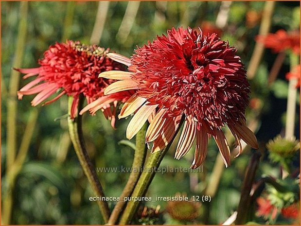 Echinacea purpurea 'Irresistible' | Zonnehoed