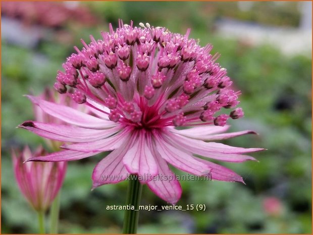 Astrantia major 'Venice' | Zeeuws knoopje, Groot sterrenscherm