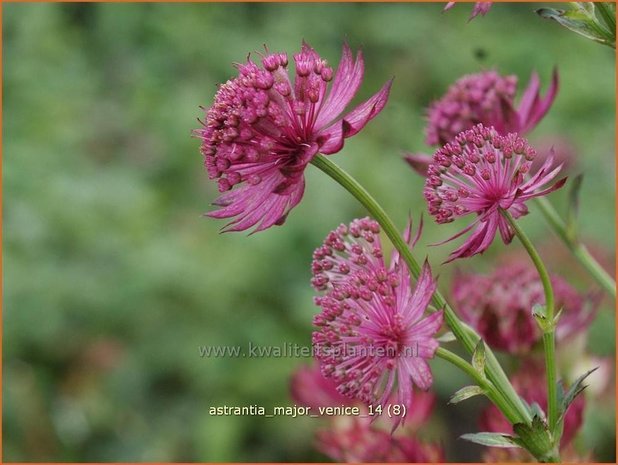 Astrantia major 'Venice' | Zeeuws knoopje