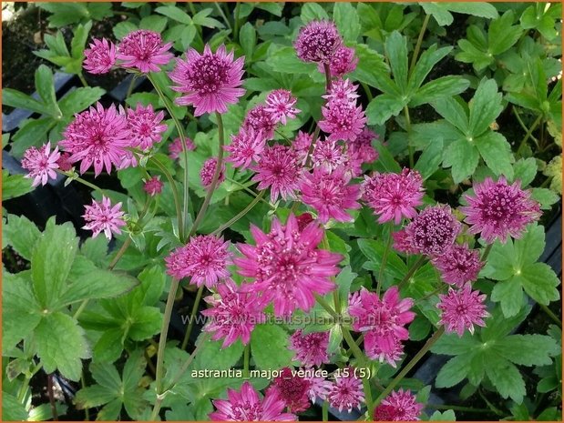 Astrantia major 'Venice' | Zeeuws knoopje, Groot sterrenscherm