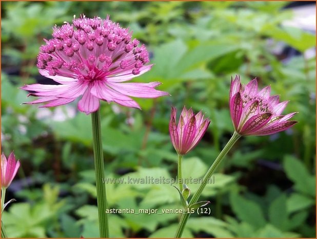 Astrantia major 'Venice' | Zeeuws knoopje, Groot sterrenscherm