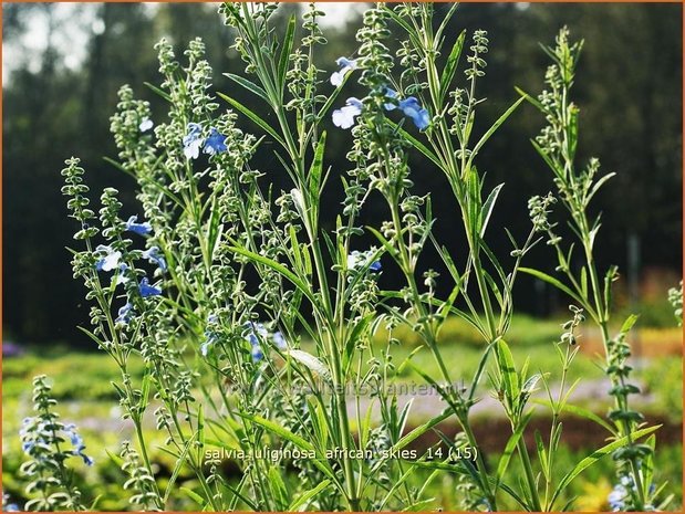 Salvia uliginosa 'African Skies' | Salie, Salvia