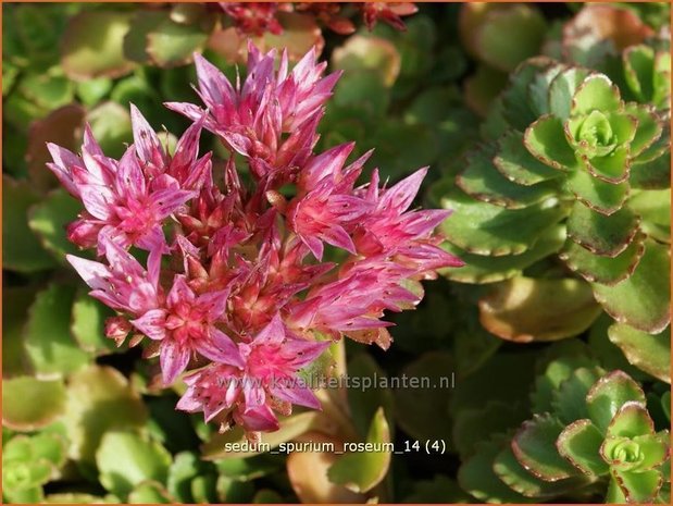 Sedum spurium 'Roseum' | Hemelsleutel, Vetkruid