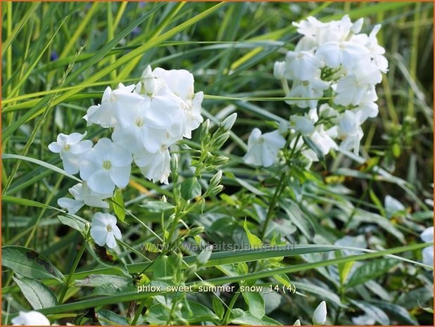 Phlox 'Sweet Summer Snow' | Vlambloem, Flox, Floks