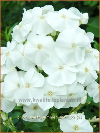 Phlox 'Sweet Summer Snow' | Vlambloem, Flox, Floks