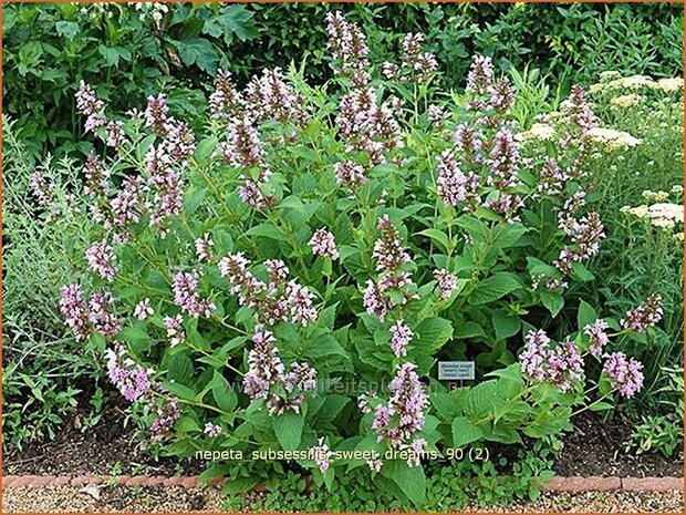 Nepeta subsessilis 'Sweet Dreams' | Kattekruid, Kattenkruid