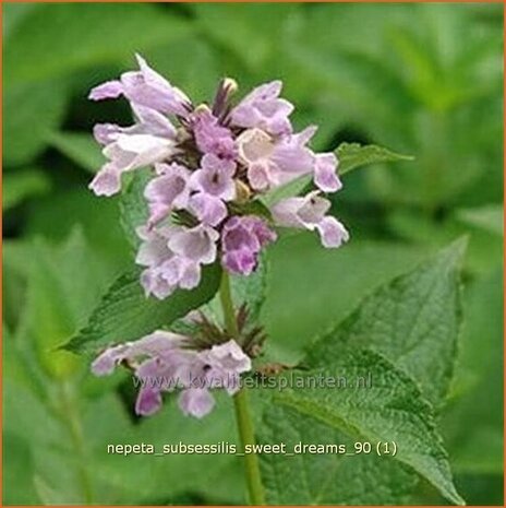 Nepeta subsessilis 'Sweet Dreams' | Kattekruid, Kattenkruid