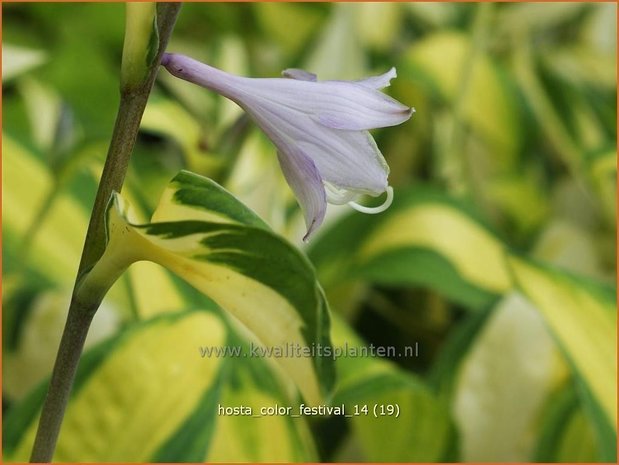 Hosta 'Color Festival' | Hartlelie, Funkia