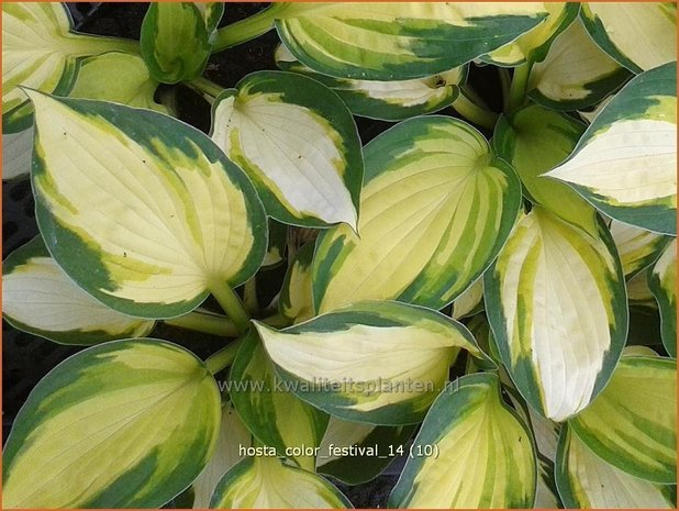 Hosta 'Color Festival' | Hartlelie, Funkia