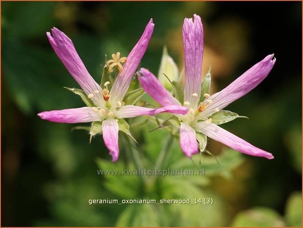 Geranium oxonianum 'Sherwood' | Ooievaarsbek