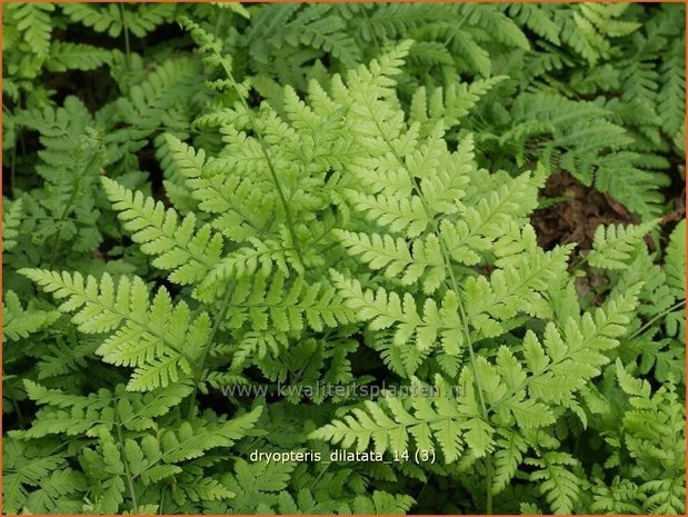 Dryopteris dilatata | Brede Stekelvaren