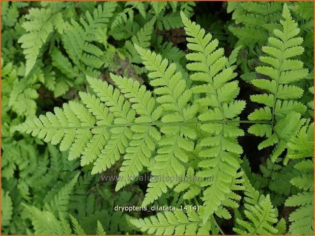 Dryopteris dilatata | Brede Stekelvaren