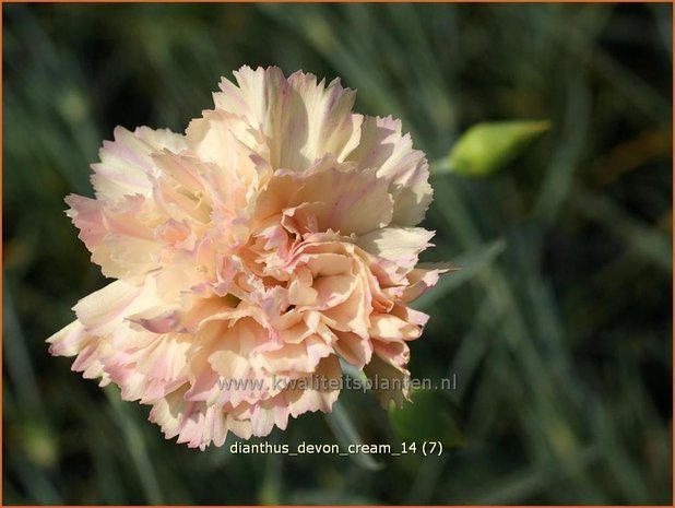 Dianthus 'Devon Cream' | Anjer