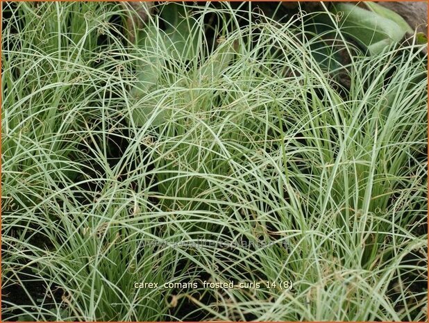 Carex comans 'Frosted Curls' | Zegge