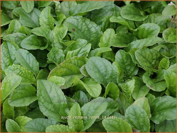 Ajuga reptans 'Rosea' | Zenegroen