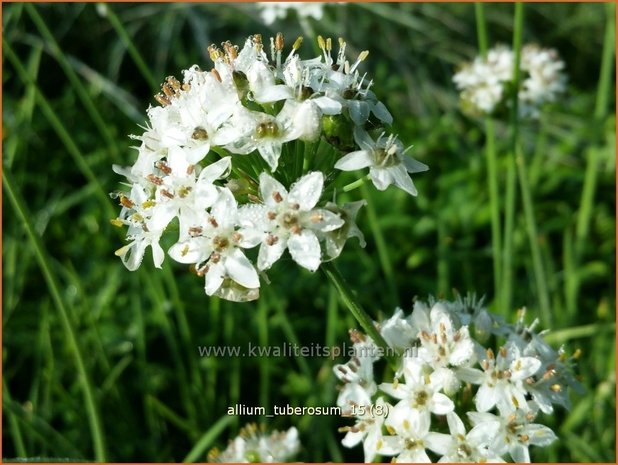 Allium tuberosum | Knoflookbieslook, Chinese bieslook, Look, Sierui | Schnittknoblauch