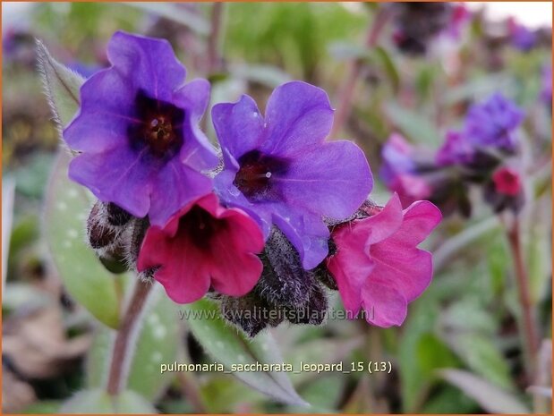 Pulmonaria saccharata 'Leopard' | Longkruid