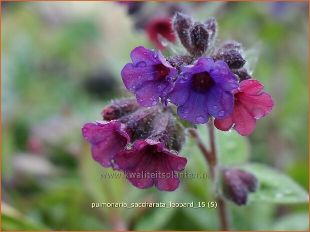 Pulmonaria saccharata 'Leopard' | Longkruid