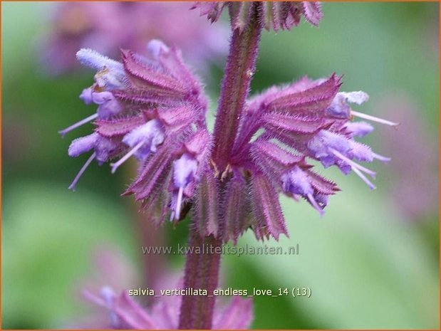 Salvia verticillata 'Endless Love' | Kranssalie, Salvia