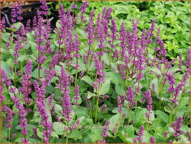 Salvia verticillata 'Endless Love' | Kranssalie, Salvia