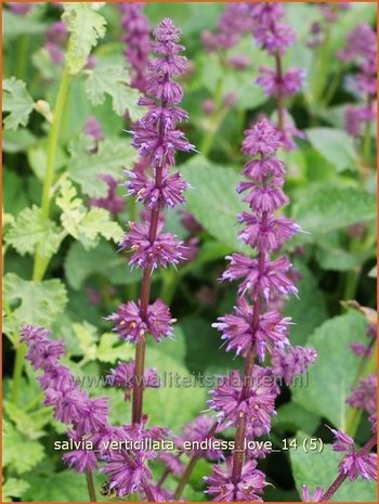 Salvia verticillata 'Endless Love' | Kranssalie, Salvia