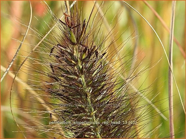 Pennisetum alopecuroides 'Red Head' | Lampenpoetsersgras