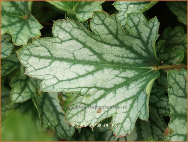 Heuchera 'Venus' | Purperklokje