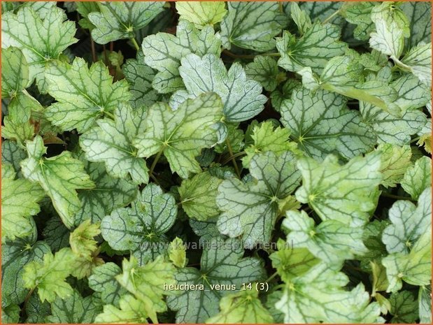 Heuchera 'Venus' | PurperklokjeHeuchera 'Venus' | Purperklokje